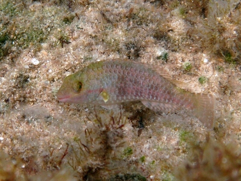 Giovanili di Sparisoma cretense